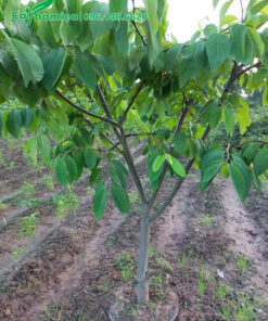 Na Dứa Đài Loan đường kính thân 5cm