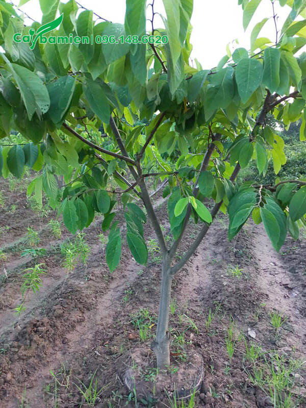 Na Dứa Đài Loan đường kính thân 5cm