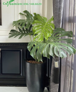 Trầu Bà Lá Xẻ trồng làm cảnh trong nhà