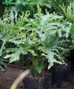 Hình ảnh chậu cây Trầu Bà Tay Phật đẹp trồng trong nhà