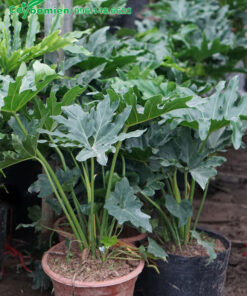 Cuống lá thẳng xanh tươi nâng đỡ những chiếc lá xẻ độc đáo