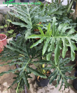 Cận cảnh tán lá của cây cảnh Trầu Bà Tay Phật