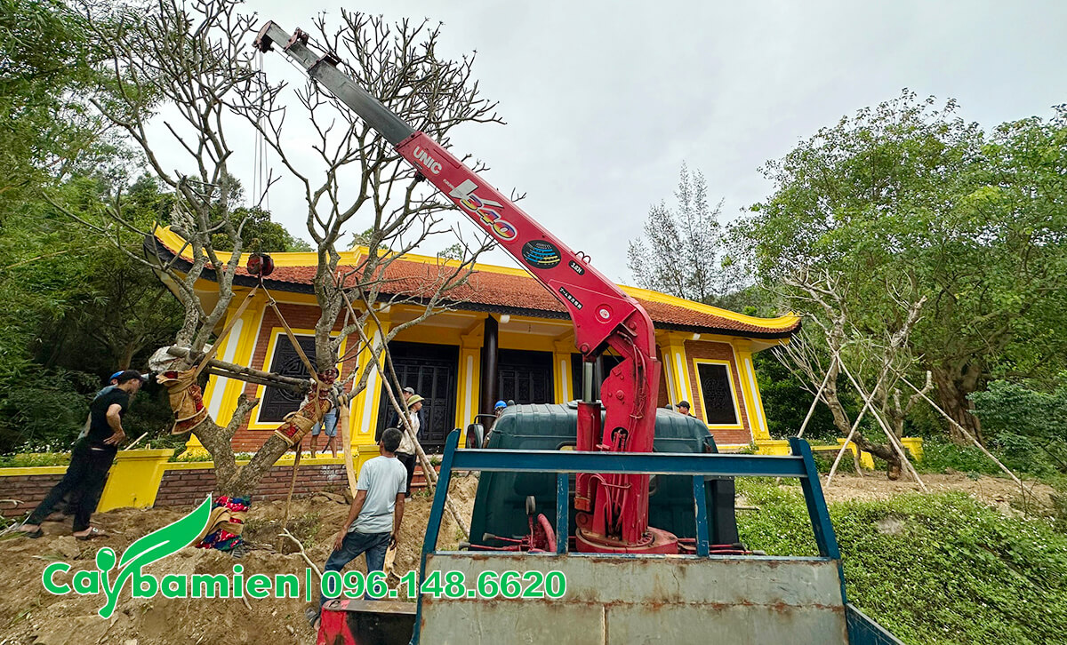 Thi công trồng cây khu mô Đại Tướng Võ Nguyên Giáp tại Vũng Chùa - Đảo Yến