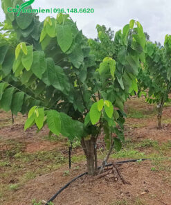 Vườn cây Na Dứa Đài Loan đã bắt đầu ra trái