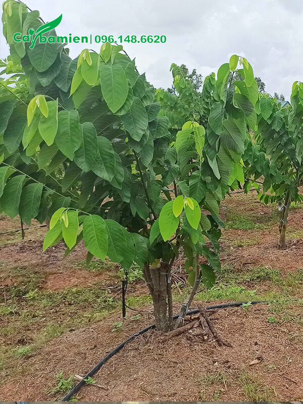 Vườn cây Na Dứa Đài Loan đã bắt đầu ra trái