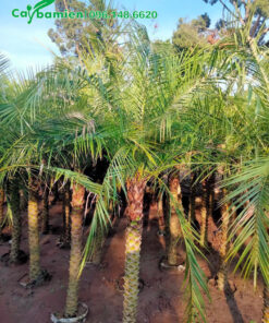 Vườn dâm ủ hàng loạt cây Cau Nga Mi lọ thân từ 1m2 trở lên