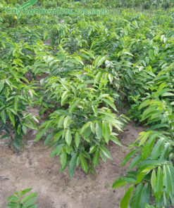 Dẻ Thơm siêng hoa, cây cao trồng lâu năm