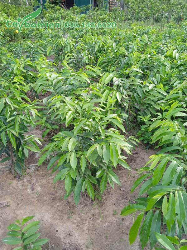 Dẻ Thơm siêng hoa, cây cao trồng lâu năm