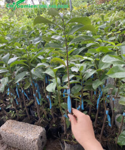 Mãng Cầu Xiêm nhân giống bằng cách ghép cành