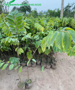 Cây giống cao 70cm, thuần chủng