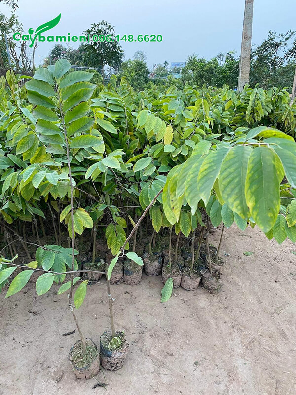 Cây giống cao 70cm, thuần chủng