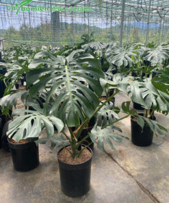 Vườn dưỡng cây trầu bà lá xẻ có mái che