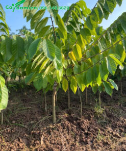 Na Đài Loan giống cao khoảng 70 - 80cm