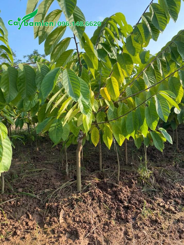 Na Đài Loan giống cao khoảng 70 - 80cm