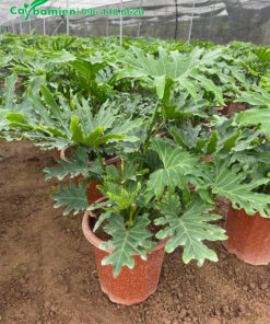 Trầu Bà Tay Phật thuần chậu cao 80cm trở lên