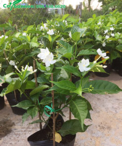 Ngọc Bút trồng trong bầu, đã trưởng thành, cho hoa sai