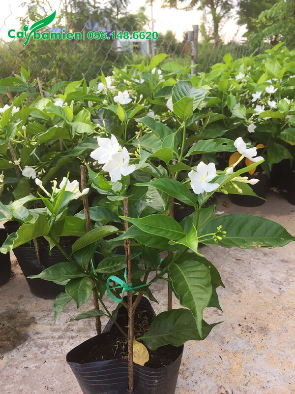 Ngọc Bút trồng trong bầu, đã trưởng thành, cho hoa sai