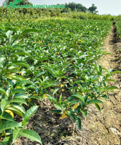 Luống dài cây giống Ngọc Bút cao 40cm