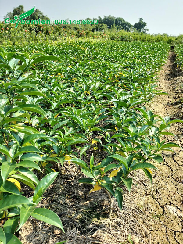 Luống dài cây giống Ngọc Bút cao 40cm