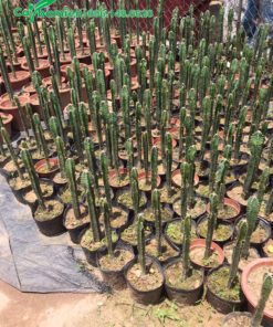 Xương Rồng thân trụ