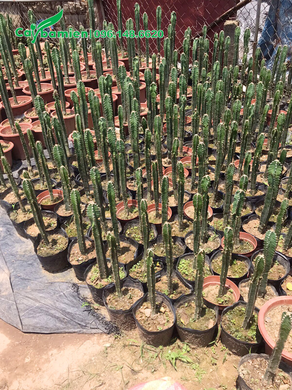 Xương Rồng thân trụ