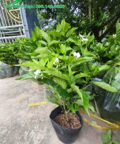 Cây hoa Ngọc Bút công trình