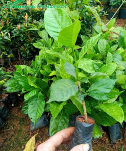 Nhân giống cây Ngọc Bút con đạt điều kiện xuất vườn