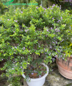 Linh Sam lâu năm trồng trang trí sân vườn biệt thự