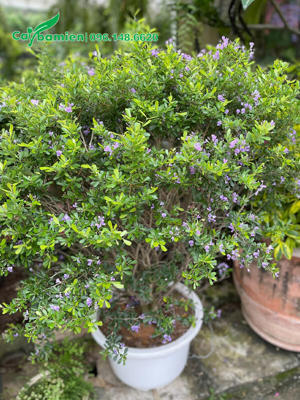 Linh Sam lâu năm trồng trang trí sân vườn biệt thự