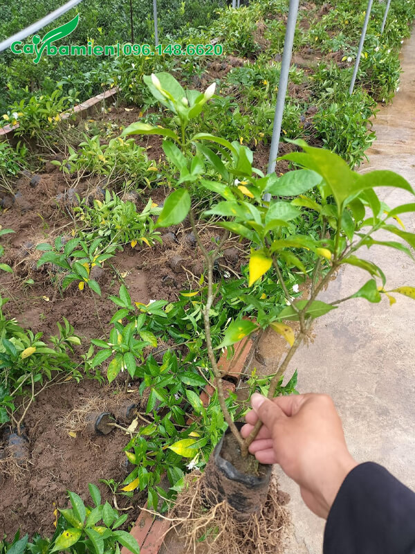 Cây giống Ngọc Bút giâm cành, bộ rễ đã ra sum suê