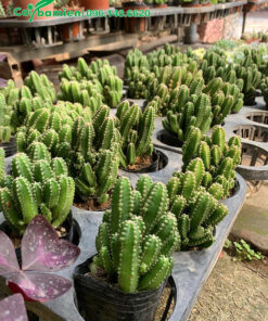 Cây Xương Rồng nhỏ, chiều cao 15 - 20cm