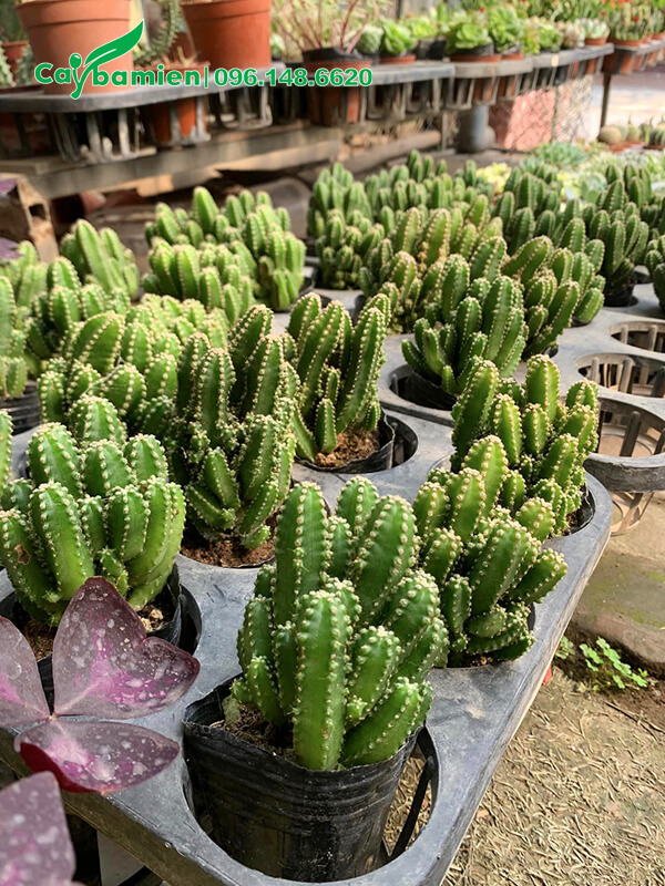 Cây Xương Rồng nhỏ, chiều cao 15 - 20cm