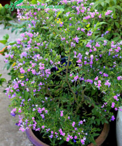 Chậu Linh Sam hoa đẹp