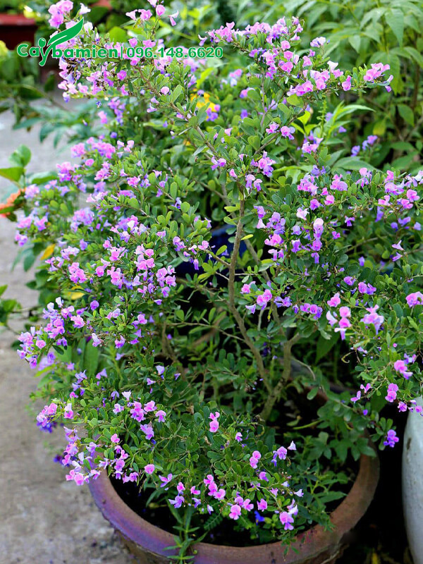 Chậu Linh Sam hoa đẹp