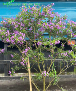 Cây Linh Sam hoa tím cao 1m5