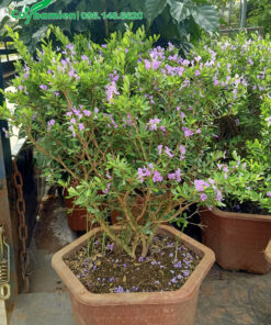 Bán cây Linh Sam trồng sẵn trong chậu nhựa