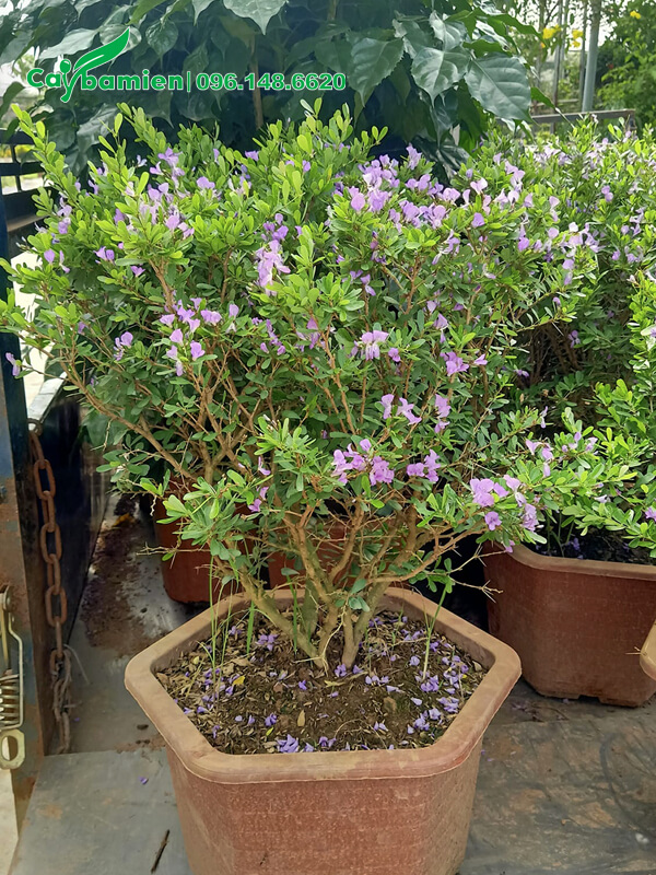 Bán cây Linh Sam trồng sẵn trong chậu nhựa