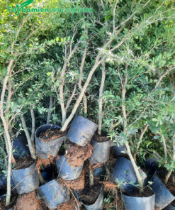 Lô cây giống Linh Sao 1 thân, cao 80cm