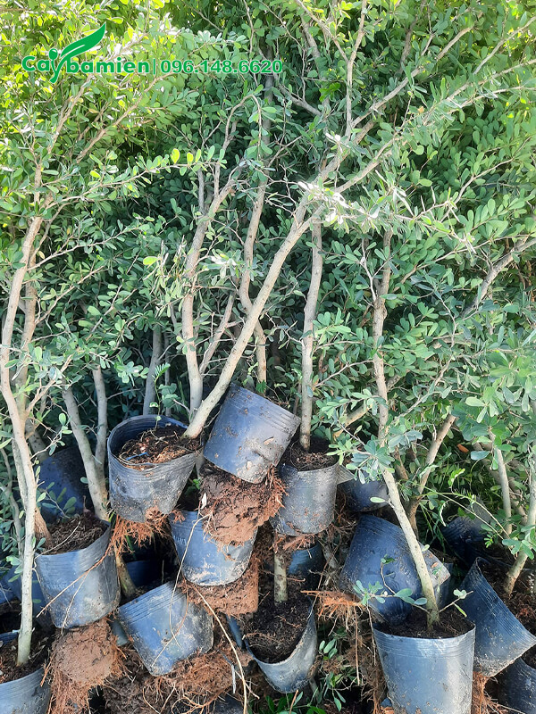 Lô cây giống Linh Sao 1 thân, cao 80cm