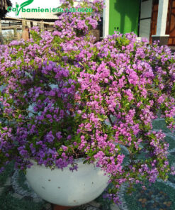 Chậu cây Linh Sam khủng, siêu hoa