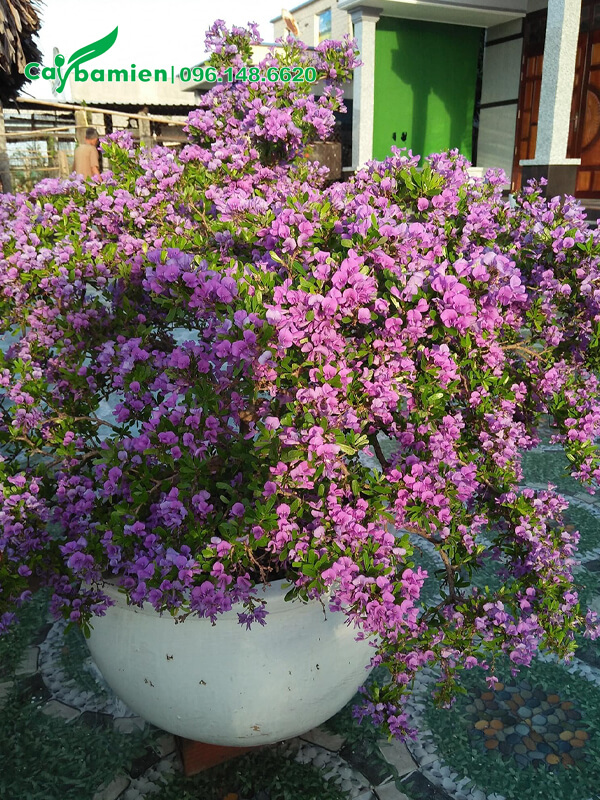 Chậu cây Linh Sam khủng, siêu hoa