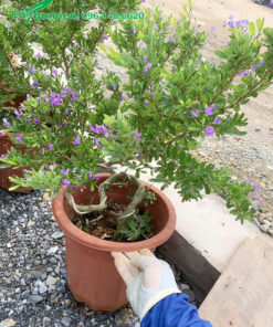 Uốn cây Linh Sam bằng dây thép