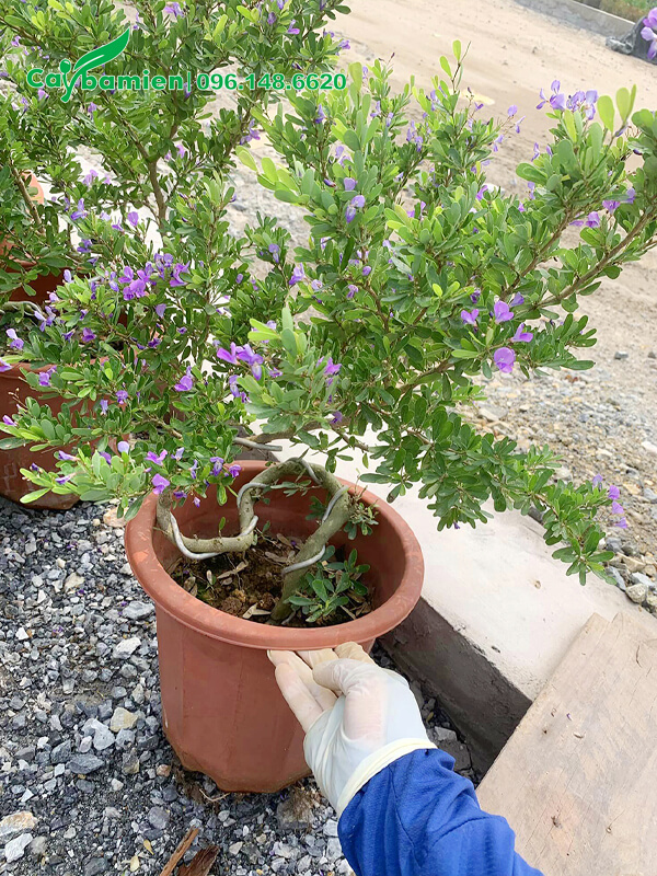 Uốn cây Linh Sam bằng dây thép