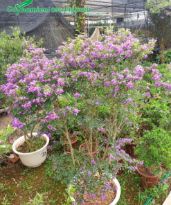 Cây Linh Sam trồng chậu cao 1m đang ra hoa