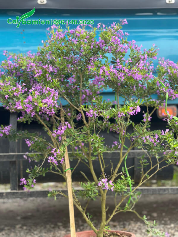 Cây Linh Sam hoa tím cao 1m5