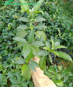 Ngọc Bút giống ươm hạt