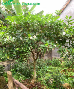 Cây Ngọc Bút cao 1,2m, đường kính gốc 7cm