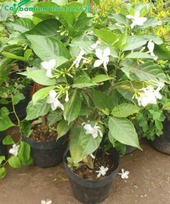 Ngọc Bút hoa đơn đang nở rộ