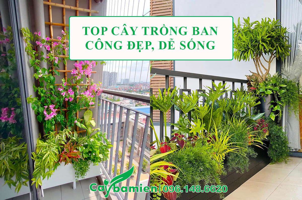Cây trồng ban công đẹp, dễ sống