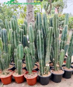 Mua cây Xương Rồng lớn, chiều cao từ 50 - 100cm